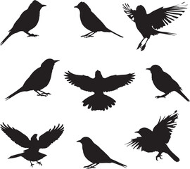 Fototapeta premium Nine black silhouettes of various small birds in different poses on a white background avian wildlife