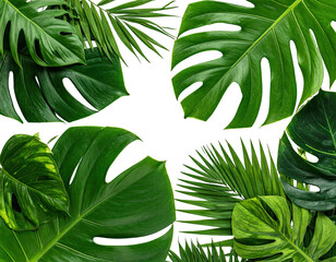 Obraz premium Close-up shot of various vibrant green tropical leaves arranged on a black background