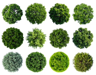 Overhead view of twelve circular isolated green tree crowns against black background
