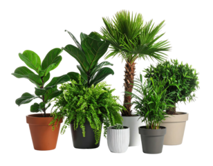 Group of potted houseplants with varied foliage, isolated on a transparent background