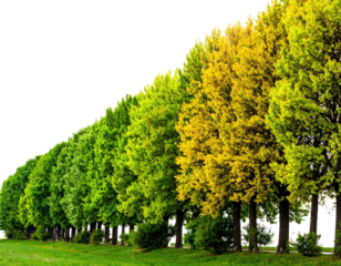 Row of varied-toned trees, starting green, moving to yellow, situated next to cut green grass