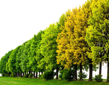 Row of varied-toned trees, starting green, moving to yellow, situated next to cut green grass
