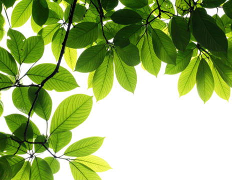 Sunlight filters through vibrant, translucent green leaves on dark branches