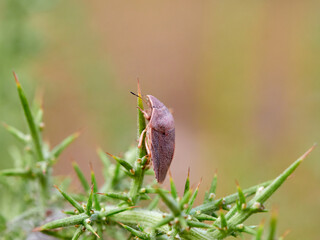 southern broad-bellied bug (Eurygaster austriaca)
