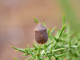 southern broad-bellied bug (Eurygaster austriaca)
