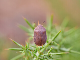 southern broad-bellied bug (Eurygaster austriaca)
