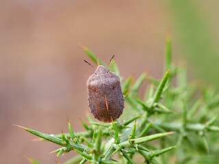 southern broad-bellied bug (Eurygaster austriaca)
