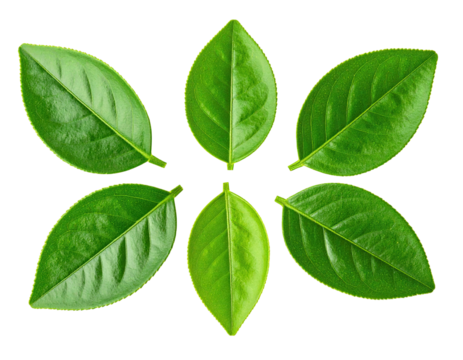 Six vibrant green leaves arranged in a circular pattern against a stark black background