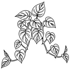 Vining Philodendron houseplant with heart-shaped leaves. Simple black and white vector botanical illustration for home decor, logos, prints, and patterns.   © DINA