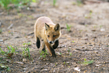 Ezo Red Fox Cub in the Wild, Hokkaido, Japan