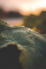 Macro leaf with dew drops in warm sunset light