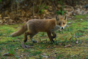 Ezo Red Fox Cub in the Wild, Hokkaido, Japan
