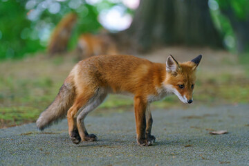 Ezo Red Fox Cub in the Wild, Hokkaido, Japan
