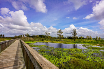 A serene view of the Orlando Wetlands Boardwalk captures a wooden path stretching through lush Florida wetlands.  