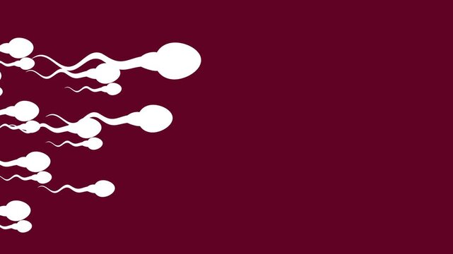 Sperm cell animation on dark red background. Ideal for educational videos, fertility concepts, biology presentations, and healthcare visuals.