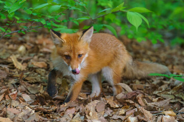 Ezo Red Fox Cub in the Wild, Hokkaido, Japan