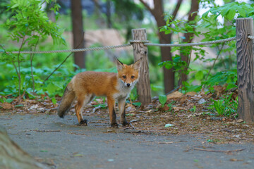 Ezo Red Fox Cub in the Wild, Hokkaido, Japan