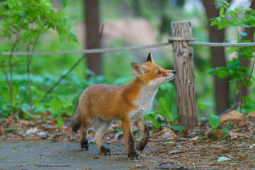 Ezo Red Fox Cub in the Wild, Hokkaido, Japan