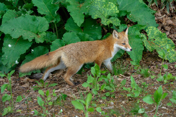 Ezo Red Fox Cub in the Wild, Hokkaido, Japan