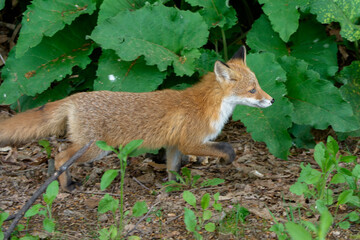 Ezo Red Fox Cub in the Wild, Hokkaido, Japan