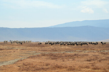 Africa, Tanzania, Ngorongoro, gnus and zebras