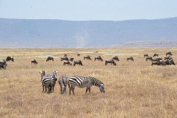 Africa, Tanzania, Ngorongoro, zebras & gnus grazing peaceful