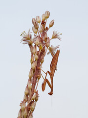 Mediterranean Mantis on a plant with flowers waiying a prey (Iris oratoria)
