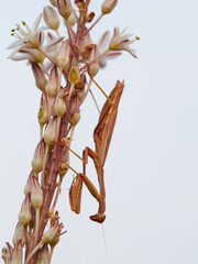 Mediterranean Mantis on a plant with flowers waiying a prey (Iris oratoria)
