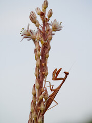 Mediterranean Mantis on a plant with flowers waiying a prey (Iris oratoria)
