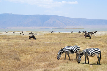Africa, Tanzania, Ngorongoro, zebras grazing with gnus