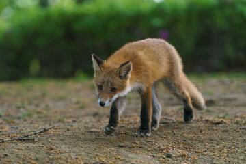 Ezo Red Fox Cub in the Wild, Hokkaido, Japan