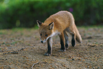 Ezo Red Fox Cub in the Wild, Hokkaido, Japan