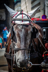 Horse pulling a carriage for tourists in Vienna