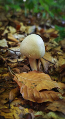 A young Agaricus mushroom growing on the forest floor covered with autumn beech leaves in the Bükk Mountains, Hungary. A common edible species in its mature stage.
