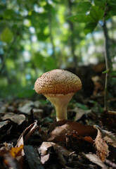 Close-up of a Pholiota squarrosa mushroom growing among fallen beech leaves in the Bükk Mountains, Hungary. A scaly, inedible woodland species typical of autumn forests.
