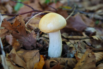 A young Suillus luteus mushroom emerging from fallen leaves in the Bükk Mountains, Hungary. A small edible forest species typical of mixed woodland in autumn.