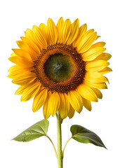 Obraz premium Bright Yellow Sunflower Isolated on Transparent Background PNG