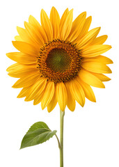Fototapeta premium Bright Yellow Sunflower Isolated on Transparent Background PNG