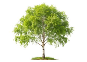 A vibrant green birch tree with a slender trunk isolated on transparent background