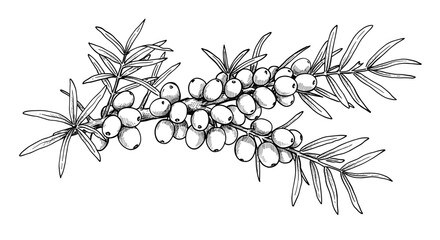 Sea buckthorn branch with berries and leaves in monochrome style  