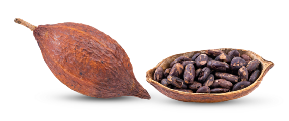 Cocoa fruit  isolated on transparent png( image from camera )