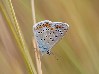 Butterfly genus Polyommatus .butterfly on a leaf