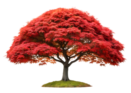 Vibrant red maple tree with lush foliage isolated on transparent background