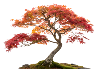 Vibrant japanese maple bonsai tree with autumn foliage isolated on transparent background