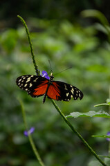 A striking butterfly with black, orange, and yellow patterned wings rests delicately on a small purple flower at Wilhelma the Zoological-Botanical Garden in Stuttgart, Germany.