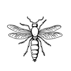 dragonfly vector illustration