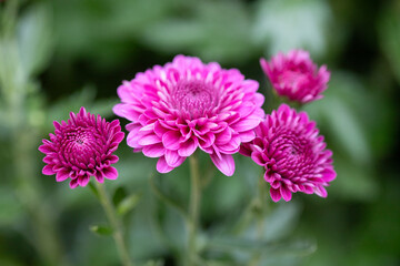 Fototapeta premium close up of pink flower