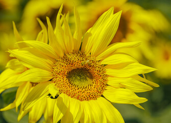 Sunflowers and insects at a sunflower farm in Dawsonville Georgia.