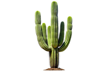 Tall saguaro cactus with multiple arms isolated on transparent background