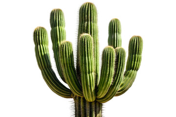Tall green saguaro cactus with multiple arms isolated on transparent background